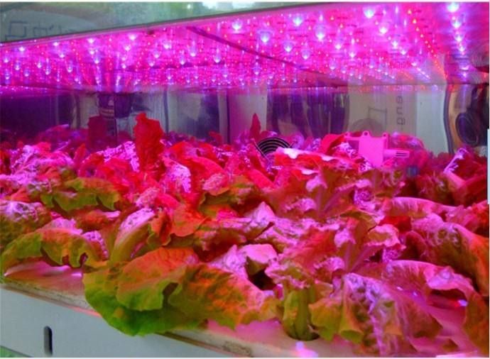 植物照明灯光跟普通的照明亮化灯光的区别